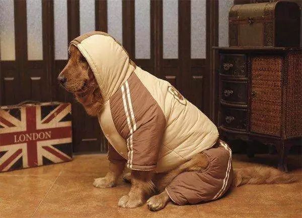 你有没有想过,其实狗狗冬天不用穿衣服