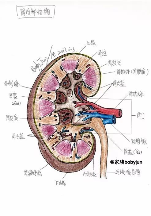 肾脏解剖手绘图图片