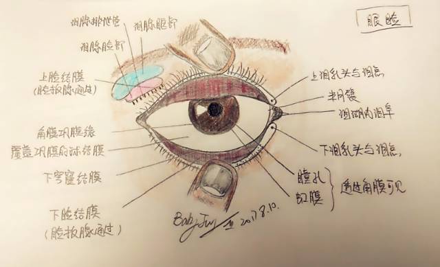 眼球解剖图手绘简画图片
