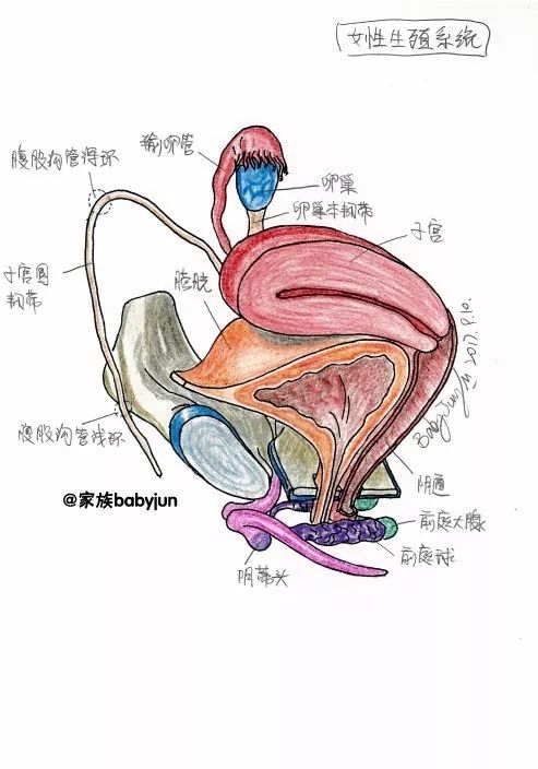 女性盆腔結構,女性生殖系統,卵巢的內部結構,人體器官結構今年的十一