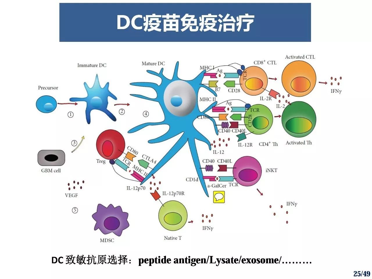 研究腫瘤細胞來源外泌體聯合糖脂質致敏樹突狀細胞疫苗治療腦膠質母