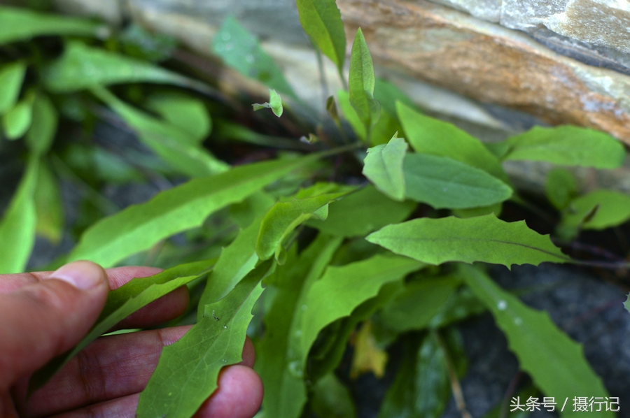 乡村两种很苦的野菜,都具有清热解毒的功效,您认识吗