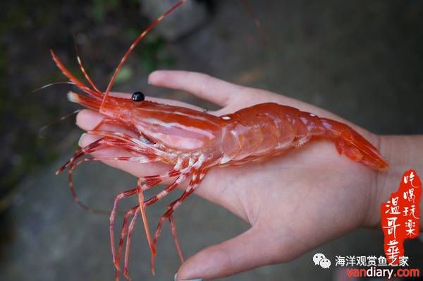 縱橫蝦海30年才整理出來的對蝦基圍蝦南美白對蝦河蝦龍蝦皮皮蝦一大波