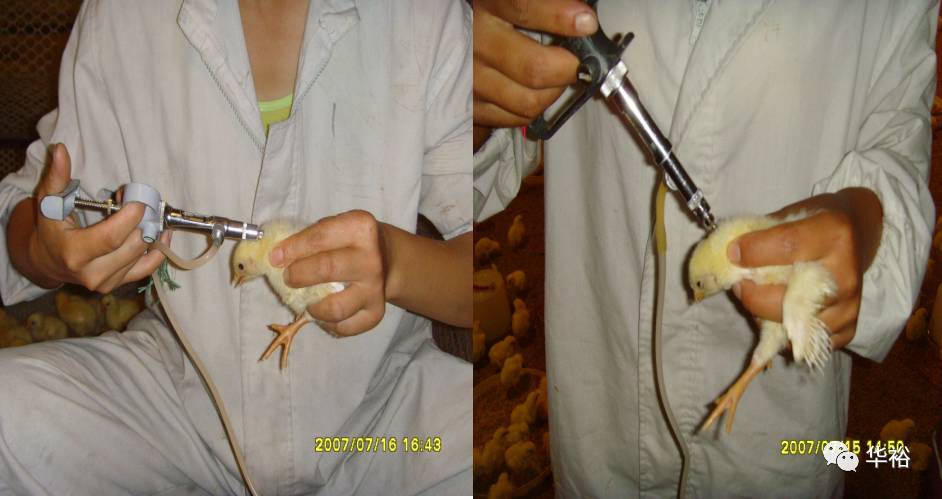 免疫操作(3)接种时,用手轻轻提起鸡的颈部皮肤,将针头从颈下1/3处