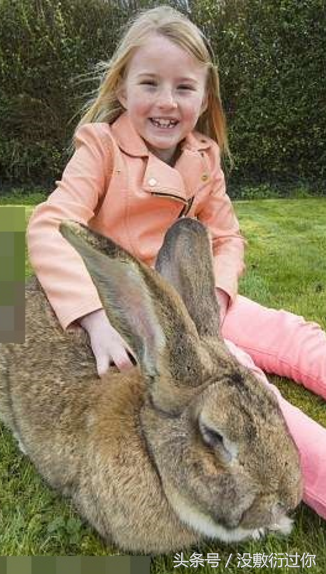 全世界最大兔子即将被亲生儿超越