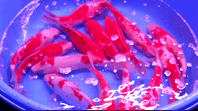 荷塘月色养鱼动态壁纸图片