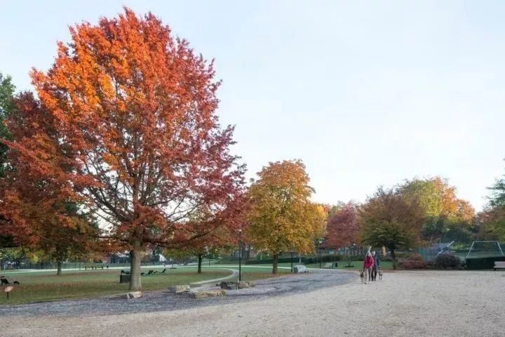 70例景观中的色叶树,点缀秋色!