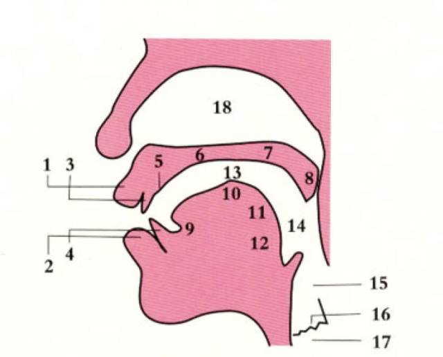 普通话发音部位口腔图图片
