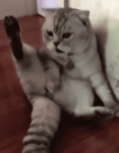 猫做绝育后的搞笑动图图片