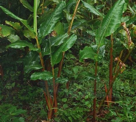 而草果(amomum tsao-ko)則屬於單子葉植物中的姜科(zingi