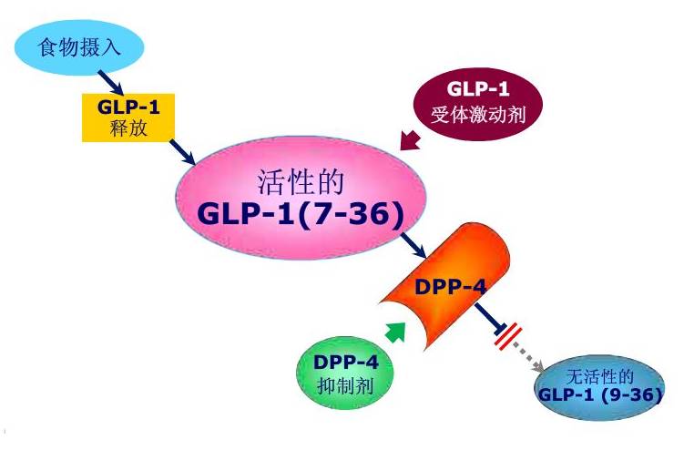 glp1受体激动剂类降糖药物简介