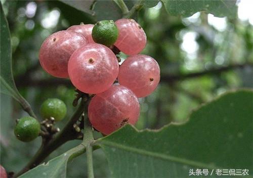 紫玉盘,有些地方又叫酒饼子,缸瓮,蕉藤,牛老头,牛刀树,山梗子等等名称