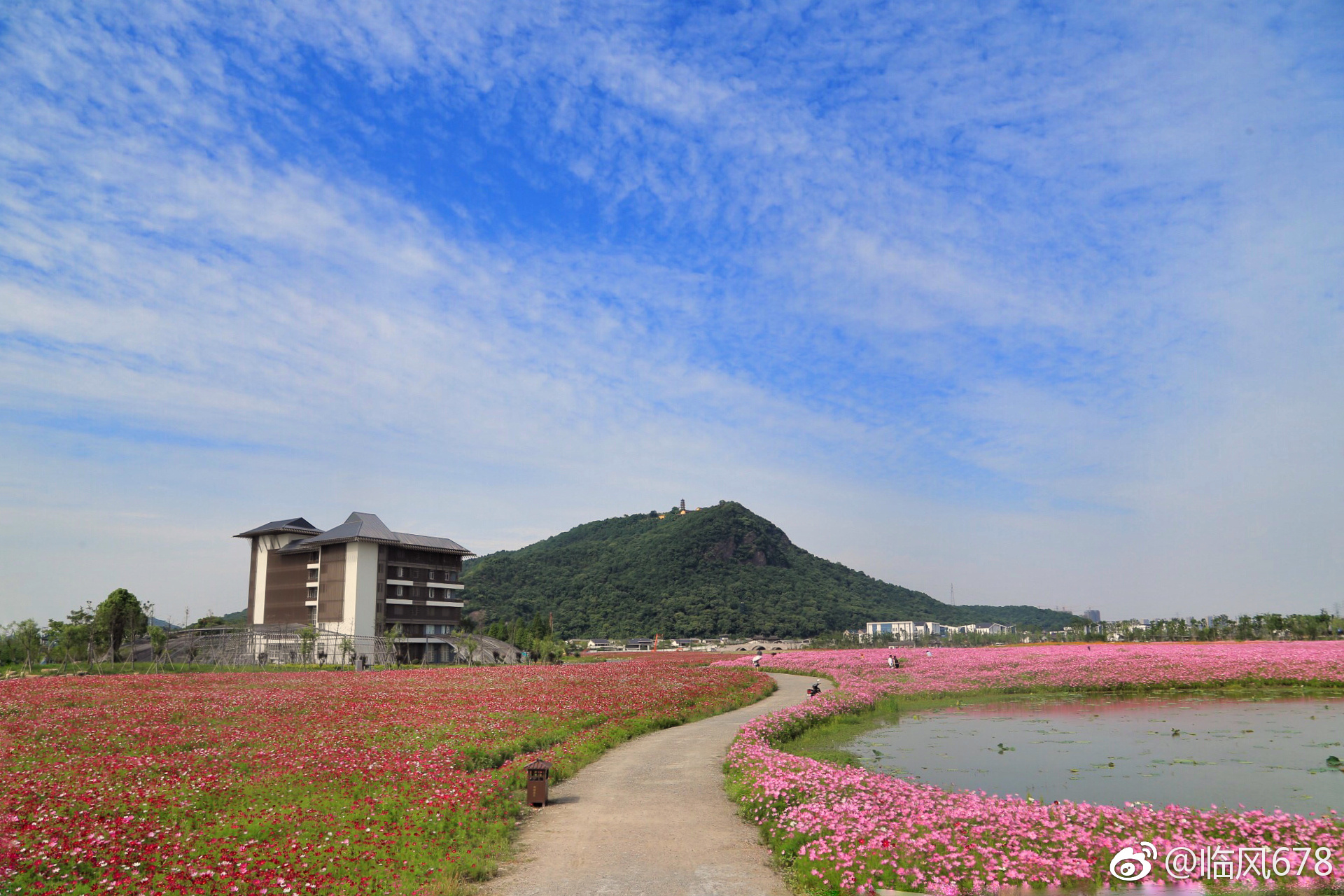 2021湘湖花海图片