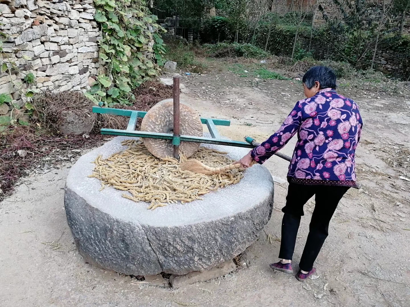 沂蒙农民正在碾谷子去壳(编辑/牛明轲)