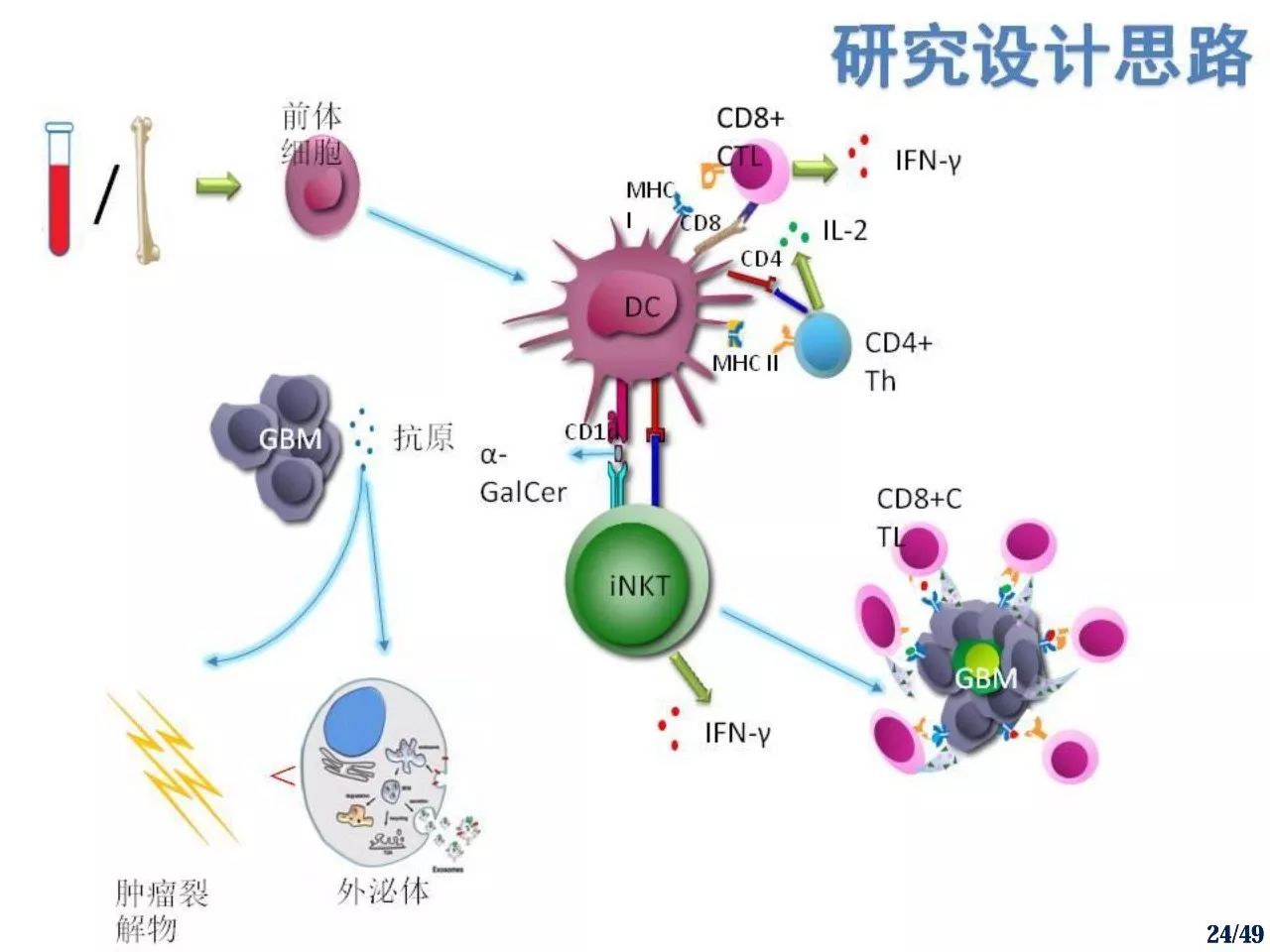 研究肿瘤细胞来源外泌体联合糖脂质致敏树突状细胞疫苗