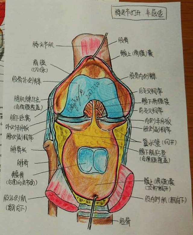 椎t6側面觀腰椎椎骨上面觀足骨上面觀肩關節前面觀手前(掌)面觀(舟月