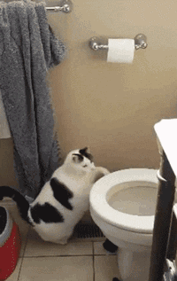 一只胖猫想要上厕所,必须要突破一个非常艰难的阻碍