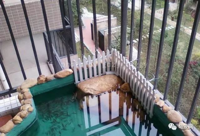 养龟带给您的乐趣,打造一个妙趣横生的单元楼阳台龟池