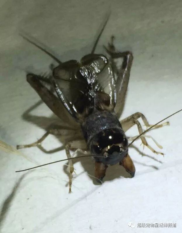 上海蟋蟀界名人图片