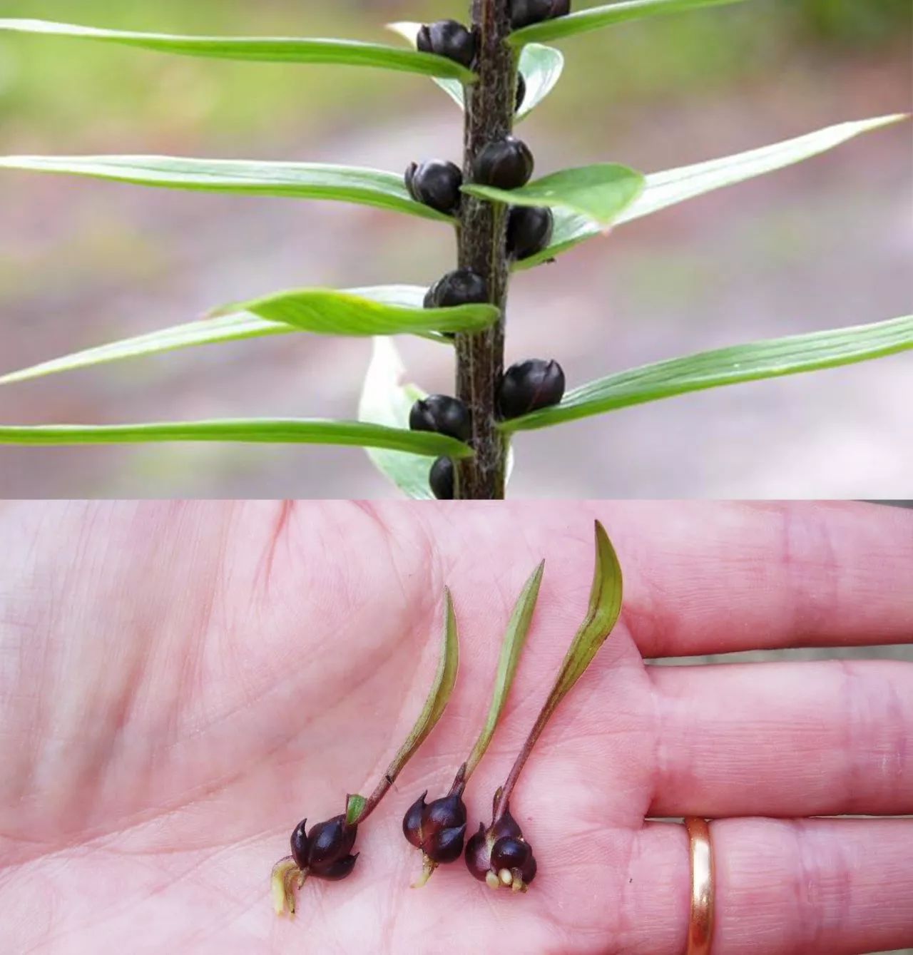 百合花珠芽图片