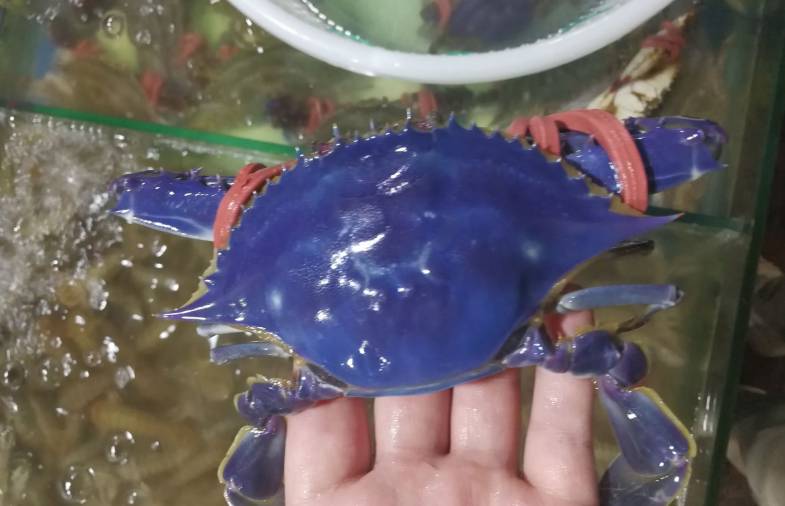 山东一海鲜市场惊现蓝色螃蟹!买还是不买?吓得不敢吃了