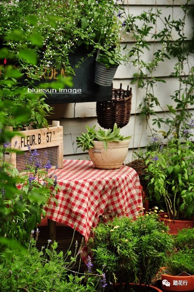 阿燦家的花棚也是她的工作室,各種美麗的小肉,阿燦可是個多肉高手啊.