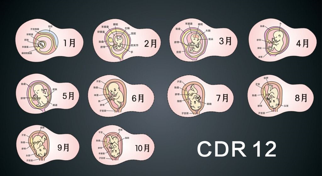 在整个孕期,胎宝宝循序渐进地慢慢长大,而每个时期都有不同的发育指数