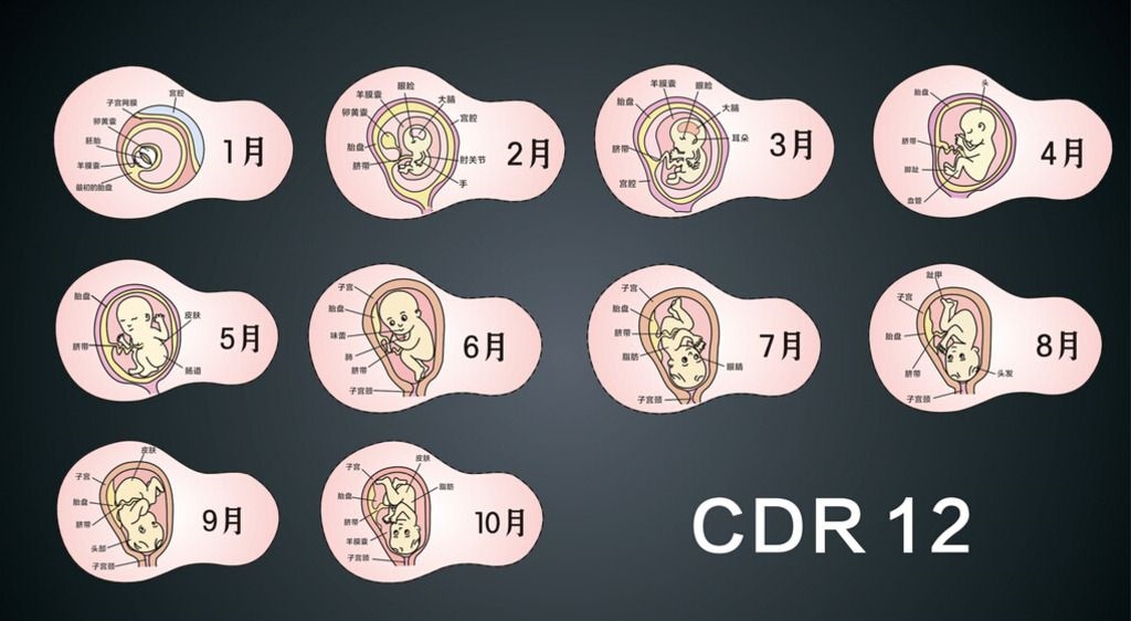 孕1到10月胎位图图片
