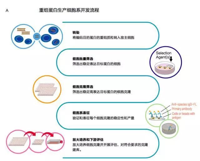 如何高效篩選優質細胞系?