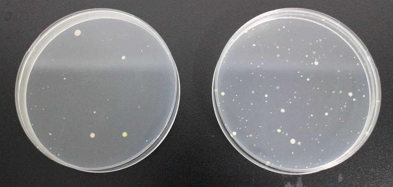 (4號樣品 左邊未清洗,右邊清洗過:右邊更多菌)結果出爐(cfu:菌落形成