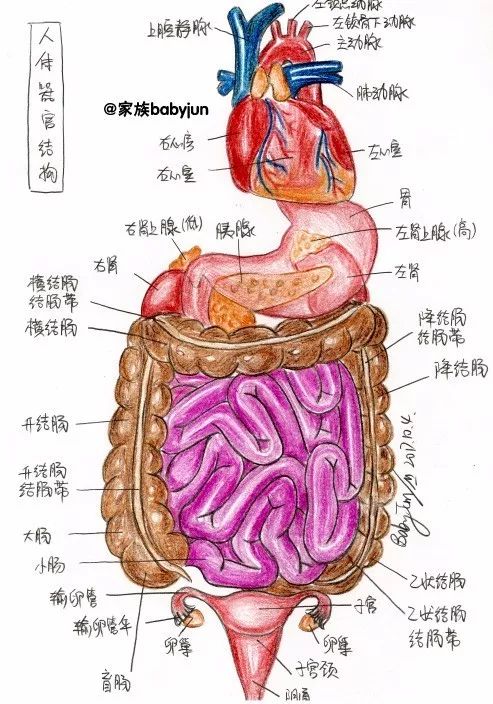 女性盆腔结构,女性生殖系统,卵巢的内部结构,人体器官结构今年的十一