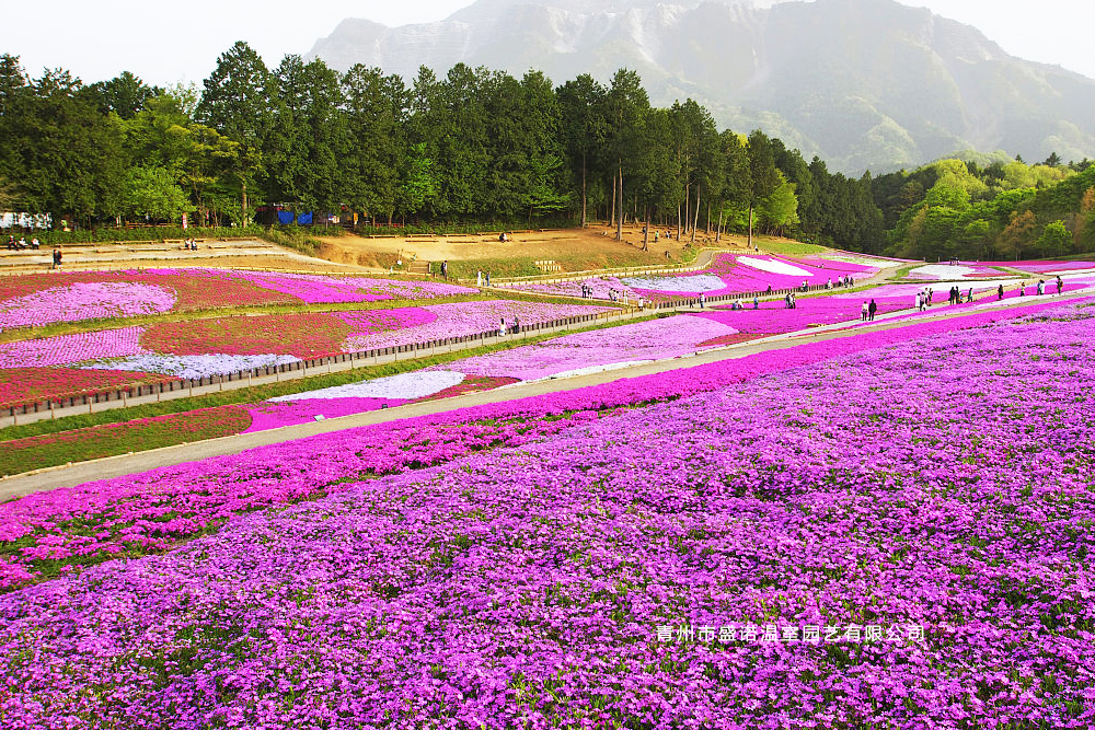 花海景观设计