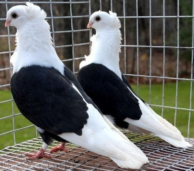 观赏鸽灭绝品种图片图片