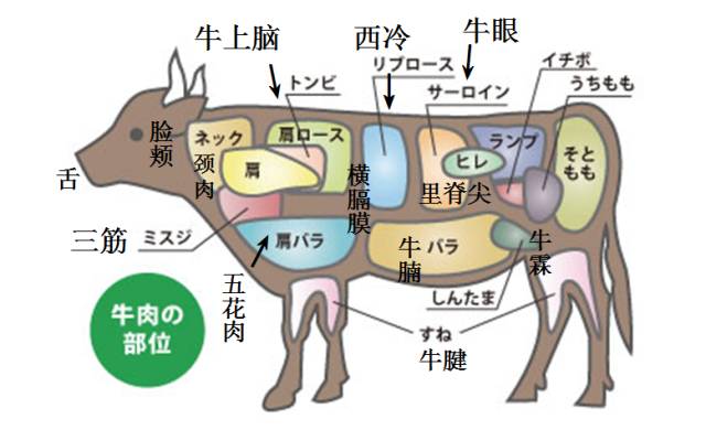 牛的身体部位名称图片