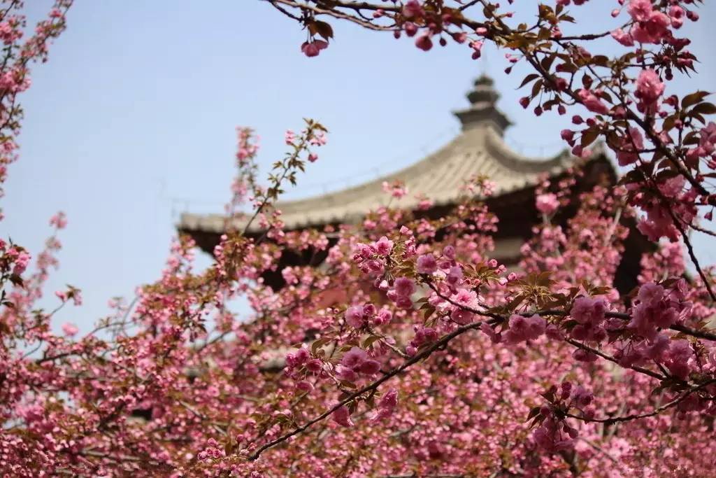 青龍寺櫻花大雁塔大唐芙蓉園秦始皇兵馬俑景點西安,古稱長安,鎬京,現