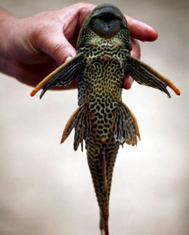 似魚非魚,似鳥非鳥,長著翅膀的奇特海洋生物