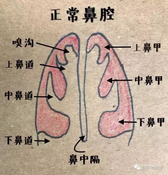 鼻窦立体解剖图图片