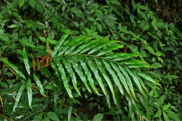 植物)毛鱗省藤(珍稀植物)龍鬚藤(省重點)調查組認為保護區內物種豐富