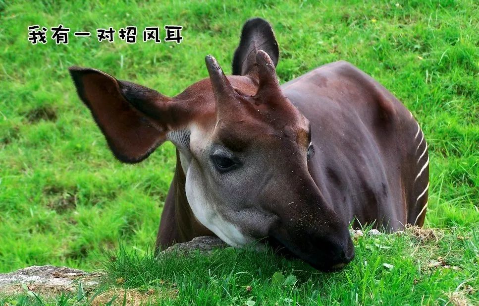 头上长角的马图片