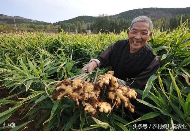 種了十幾年生薑畝產上萬斤今年差點賠了本