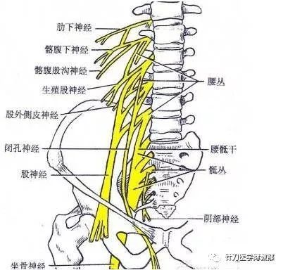 l3横突尖有髂下腹神经及髂腹股沟神经经过,所以,l3横突尖的瘢痕,粘连