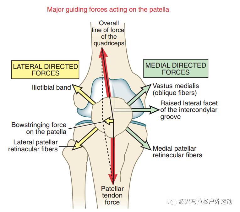 vastus medialis图片