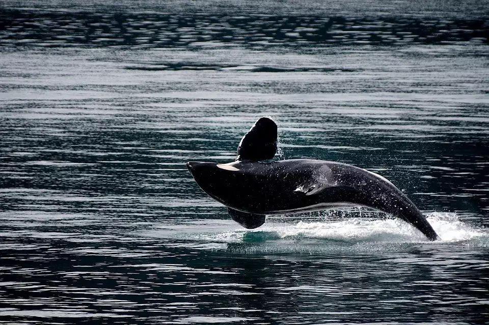 虎鲸体长近10米,重78吨,雌的比雄的要稍小些