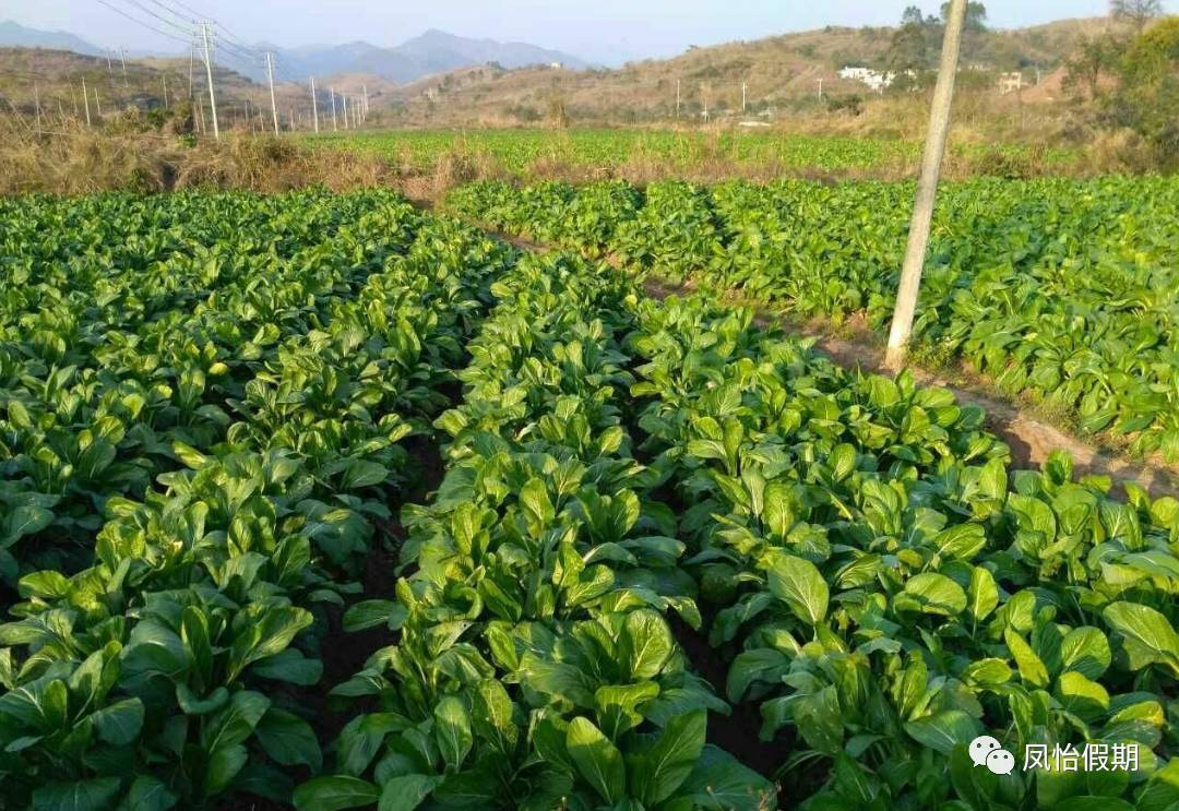 觀【廣東最美雲海】,採【摘冰糖橘】,加遊【菜心基地】二天