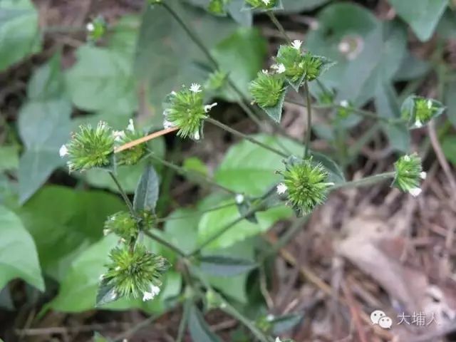 大埔稱它為