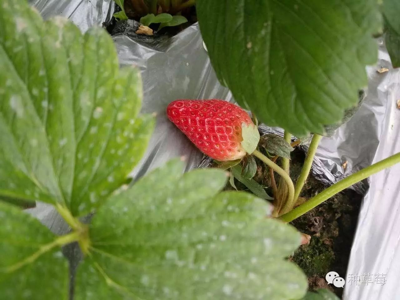 植物生長調節劑專題適當用草莓長勢更好