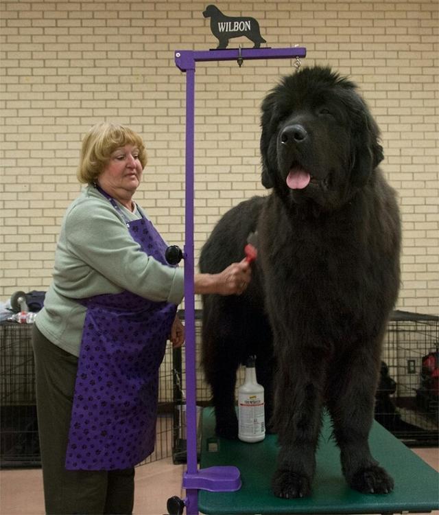 体型较大的狗狗图片
