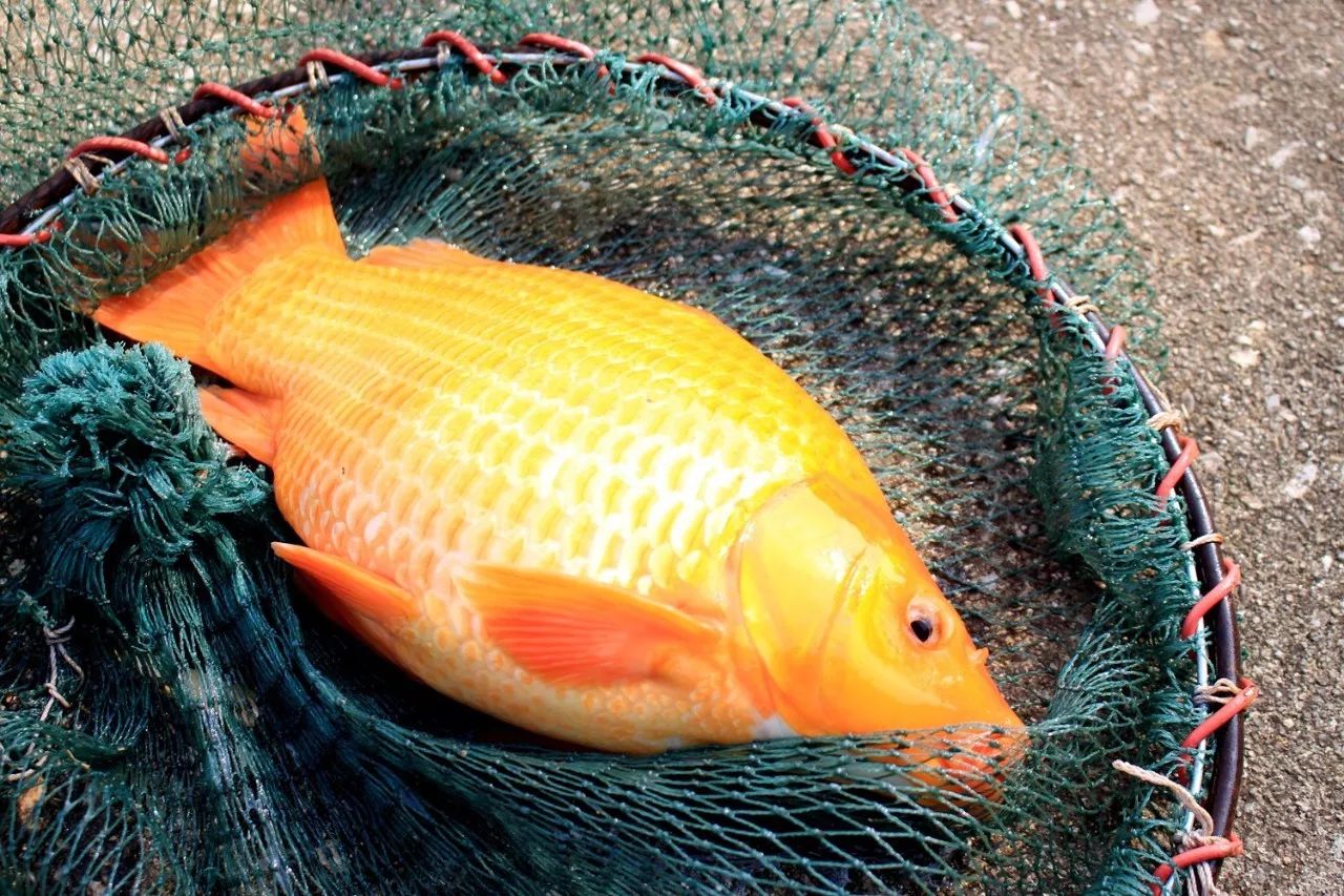 看我們的車主釣到一條紅鯉魚