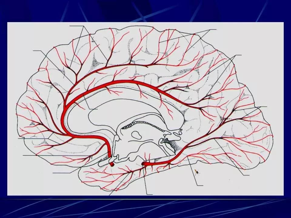 图解丨脑血管应用解剖