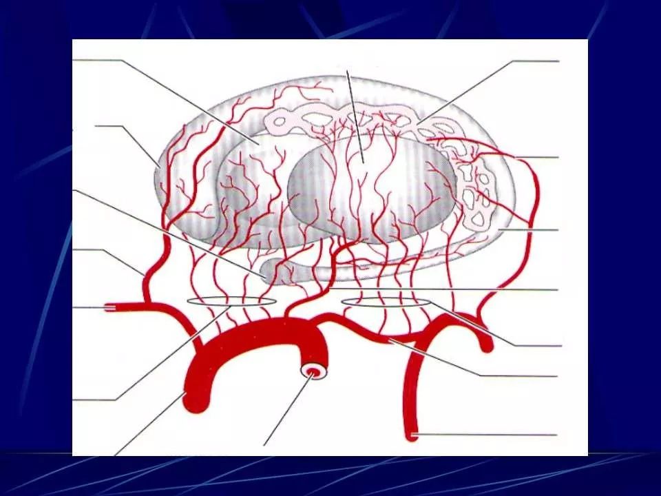 圖解丨腦血管應用解剖